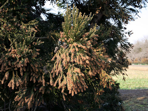 Cryptomeria japonica