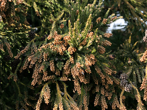 Cryptomeria japonica