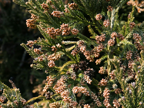 Cryptomeria japonica