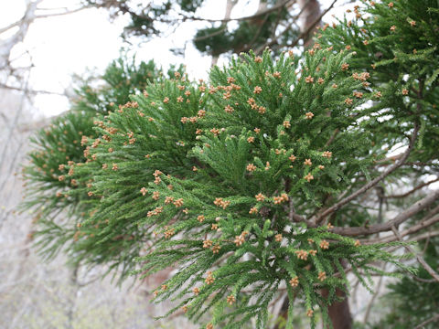 Cryptomeria japonica