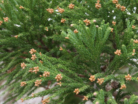 Cryptomeria japonica