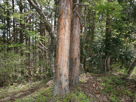 Cryptomeria japonica