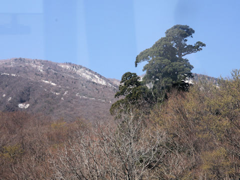 Cryptomeria japonica