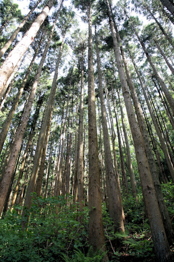 Cryptomeria japonica