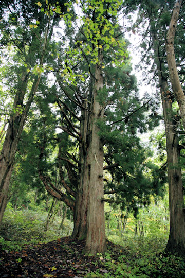 Cryptomeria japonica