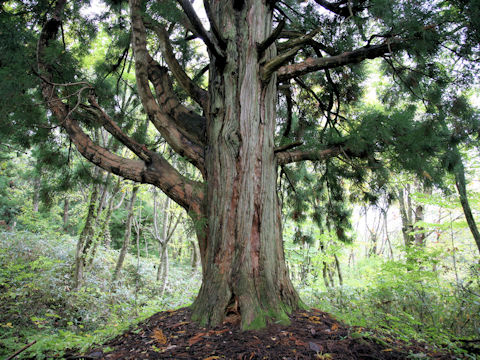 Cryptomeria japonica