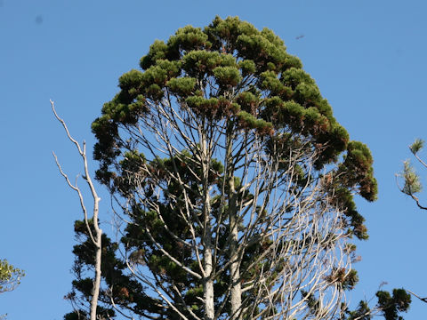 Cryptomeria japonica