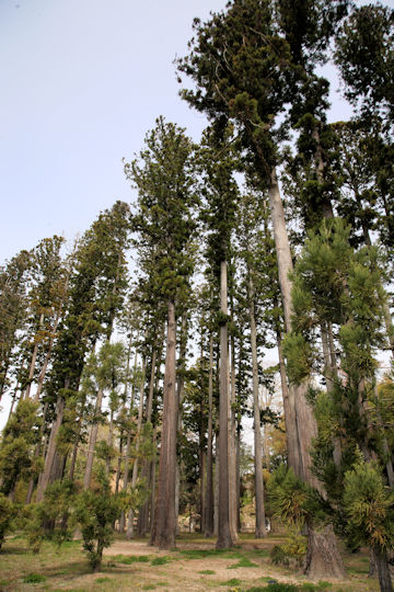 Cryptomeria japonica