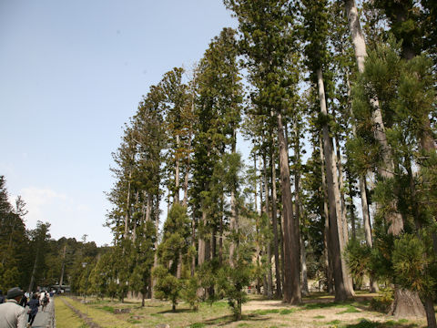 Cryptomeria japonica