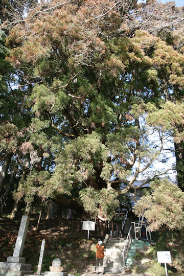 Cryptomeria japonica