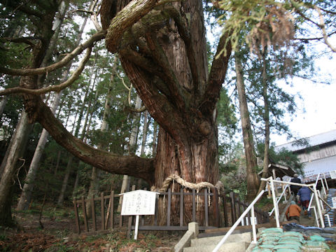 Cryptomeria japonica