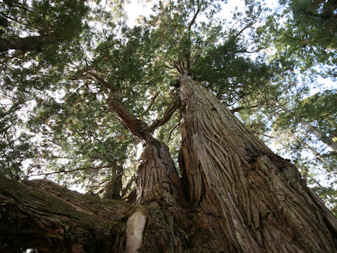 Cryptomeria japonica