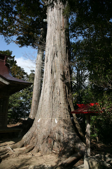 Cryptomeria japonica