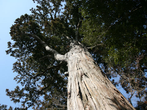 Cryptomeria japonica