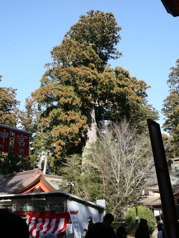 Cryptomeria japonica