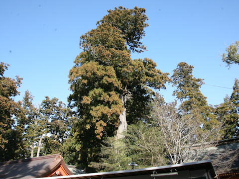 Cryptomeria japonica