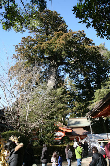 Cryptomeria japonica