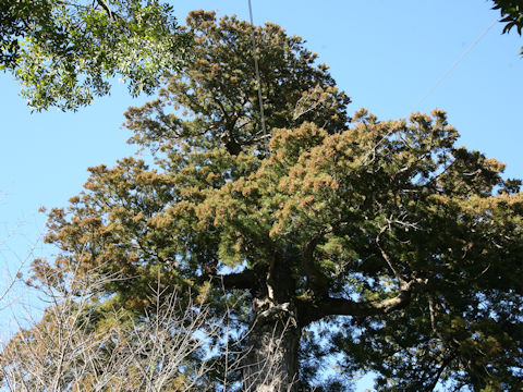 Cryptomeria japonica