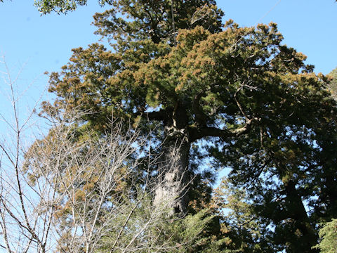 Cryptomeria japonica