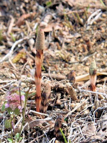 Equisetum arvense