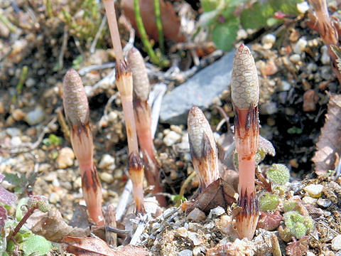 Equisetum arvense