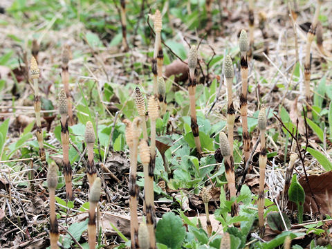 Equisetum arvense