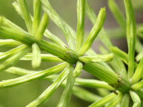 Equisetum arvense