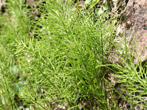 Equisetum arvense