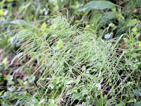 Equisetum arvense