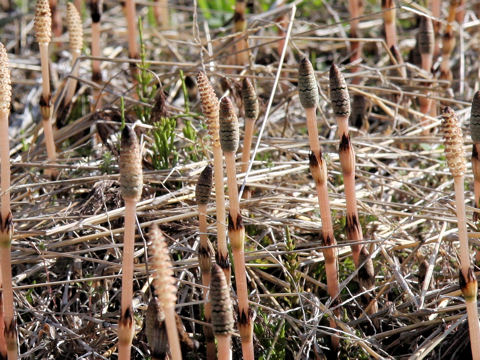 Equisetum arvense