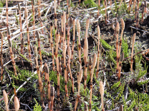 Equisetum arvense