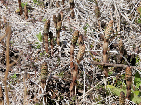 Equisetum arvense