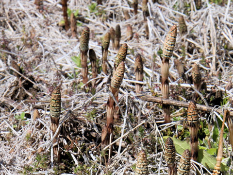 Equisetum arvense