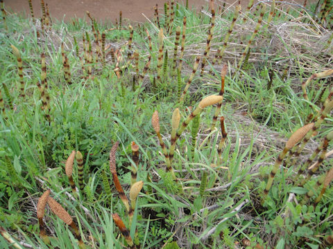 Equisetum arvense