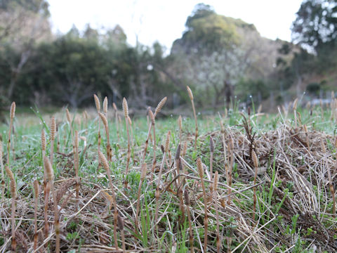 Equisetum arvense