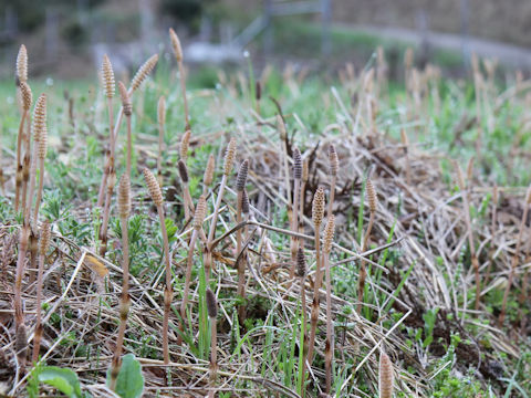 Equisetum arvense