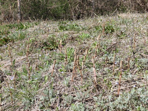 Equisetum arvense