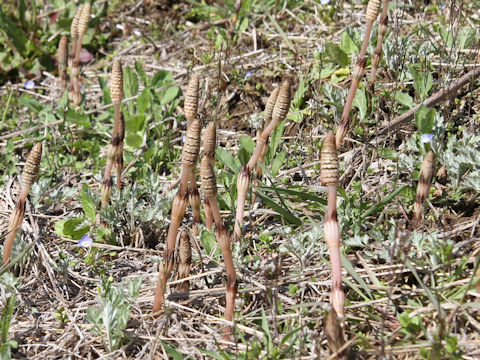 Equisetum arvense