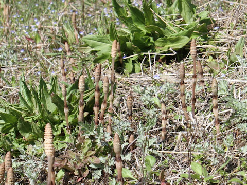 Equisetum arvense