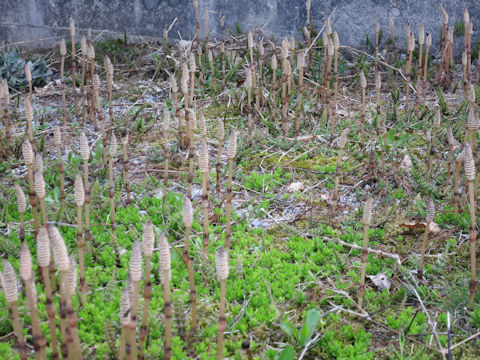 Equisetum arvense