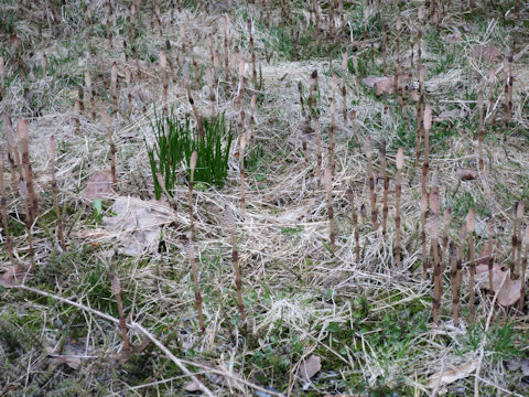 Equisetum arvense