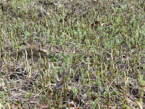 Equisetum arvense