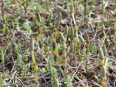 Equisetum arvense