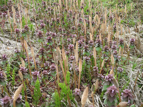 Equisetum arvense