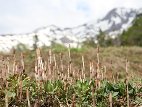 Equisetum arvense