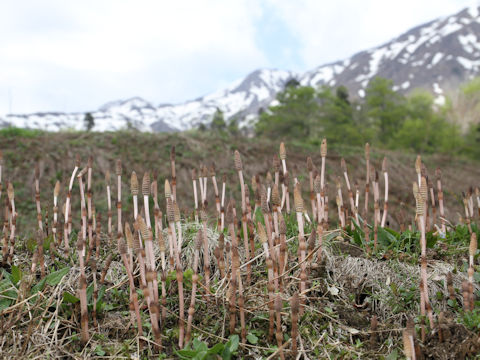 Equisetum arvense