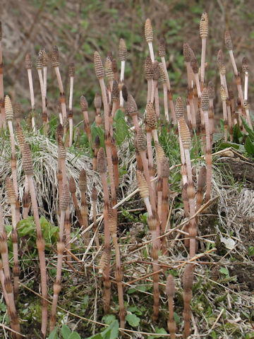 Equisetum arvense