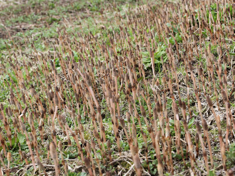 Equisetum arvense