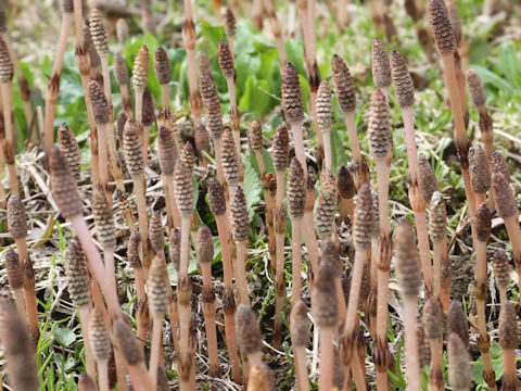 Equisetum arvense