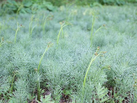 Equisetum arvense